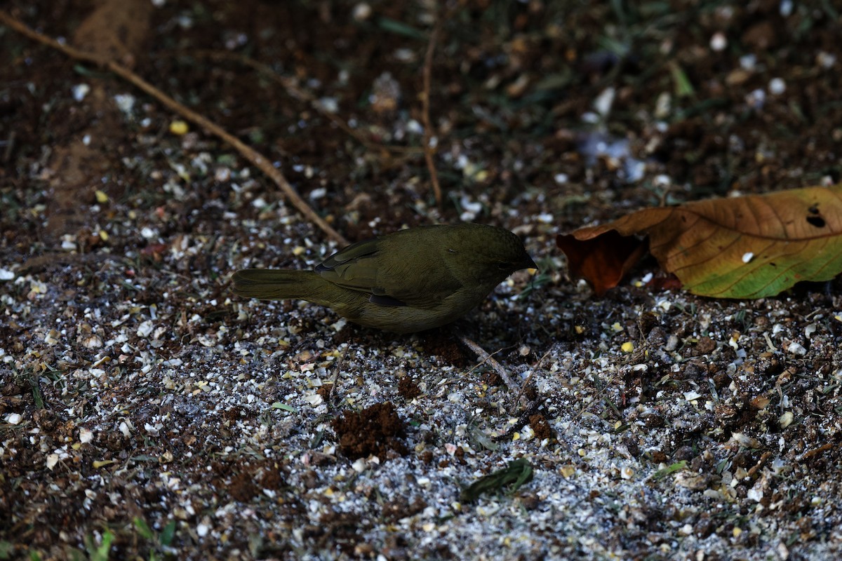 Yellow-faced Grassquit - ML644889730