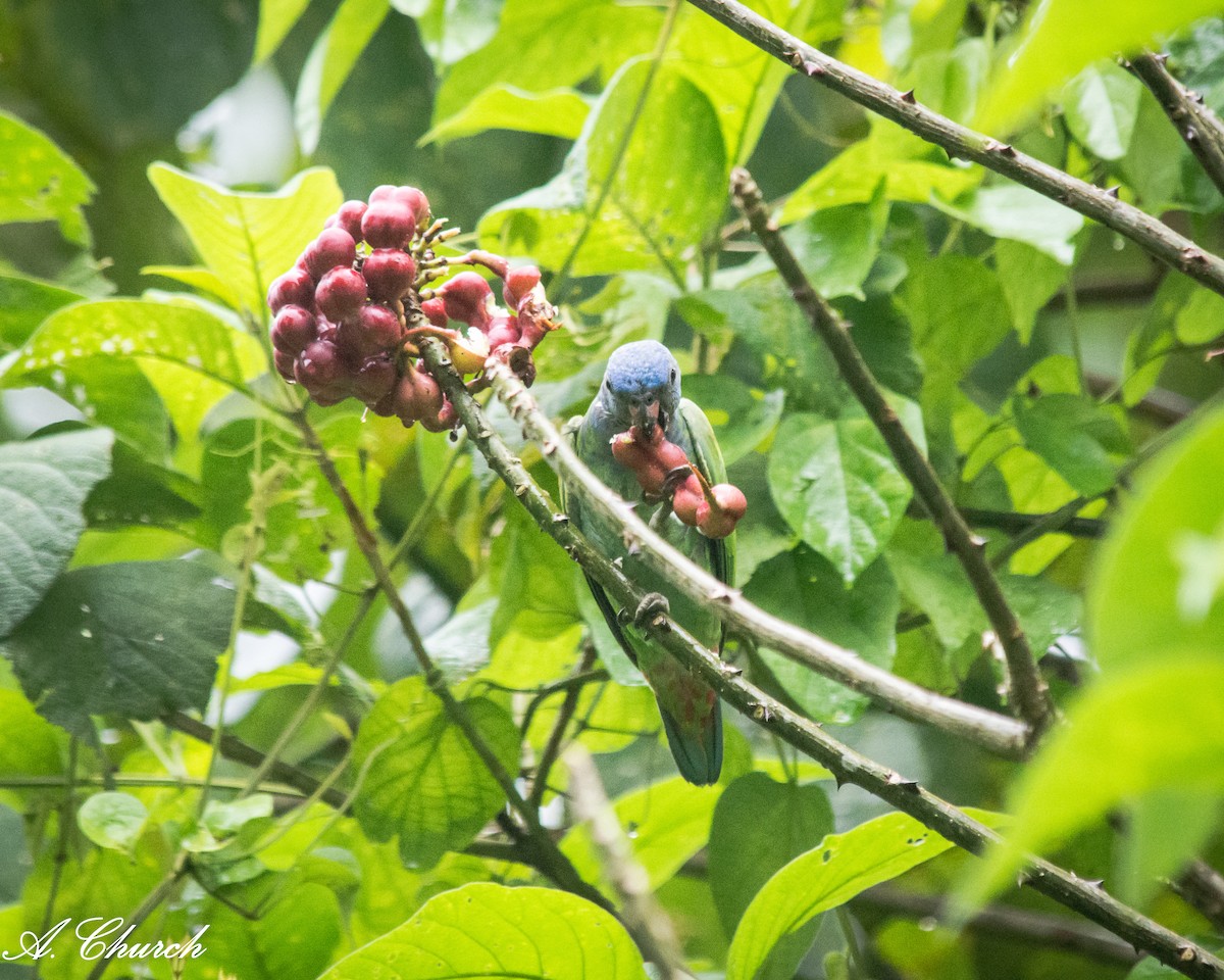 Blue-headed Parrot - ML644889737
