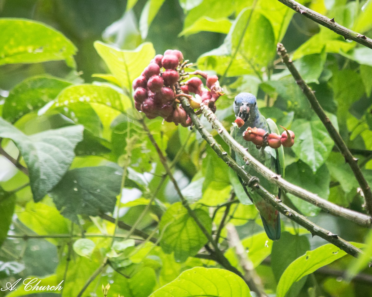 Blue-headed Parrot - ML644889739