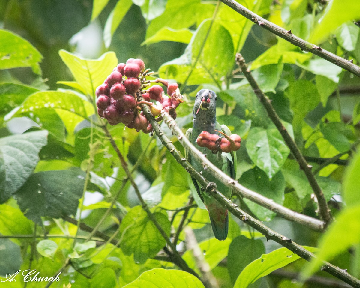 Blue-headed Parrot - ML644889740