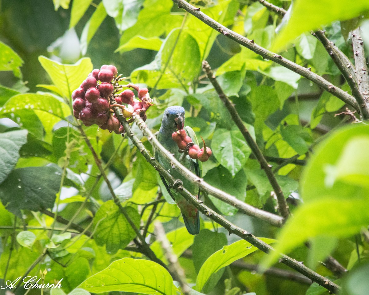 Blue-headed Parrot - ML644889741
