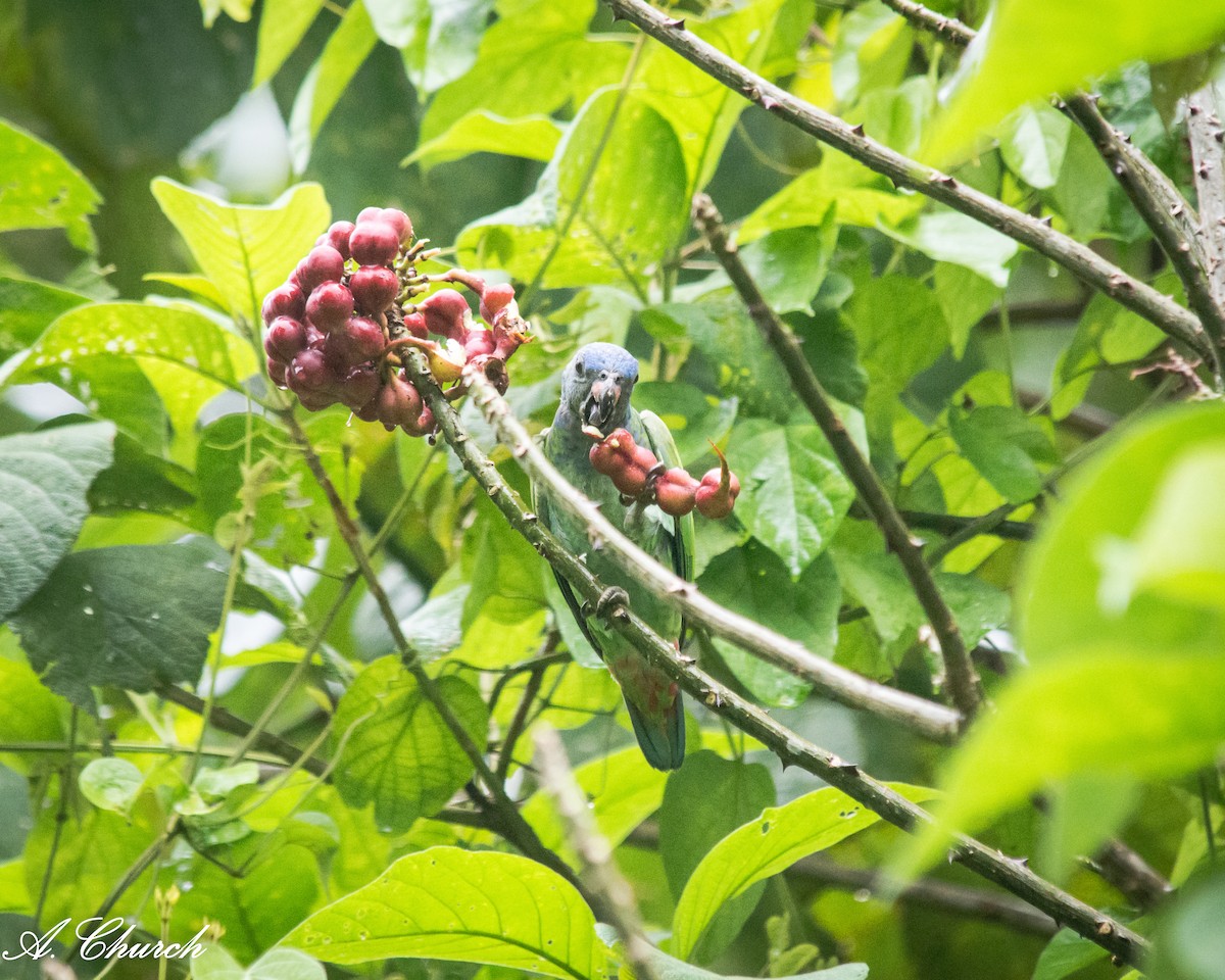 Blue-headed Parrot - ML644889742
