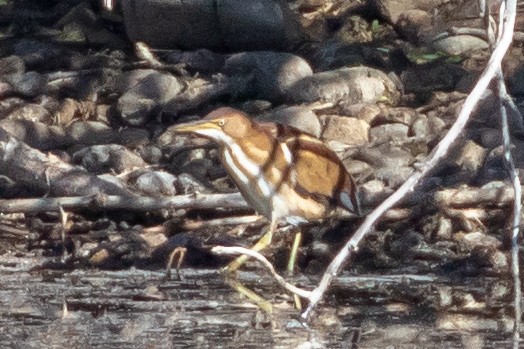 Petit Blongios - ML644889762