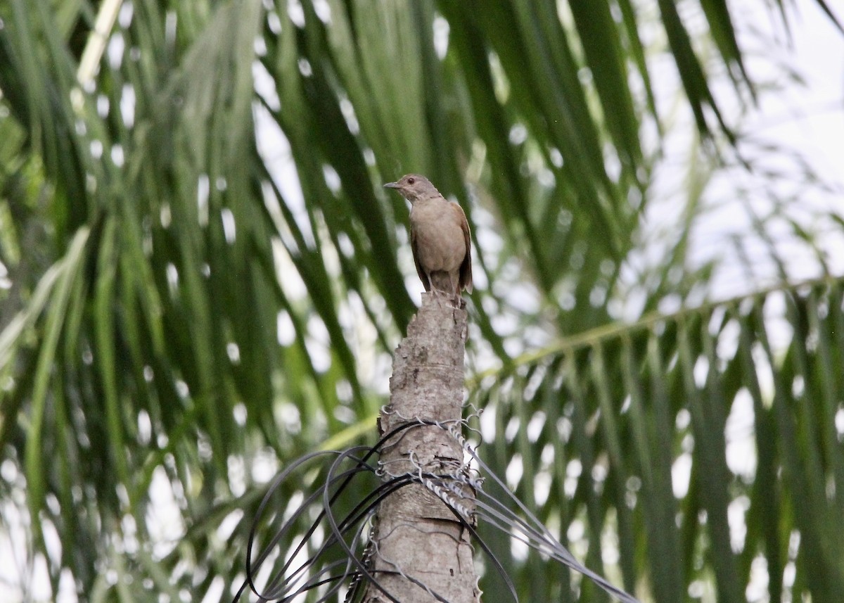 Fahlbrustdrossel - ML644889764