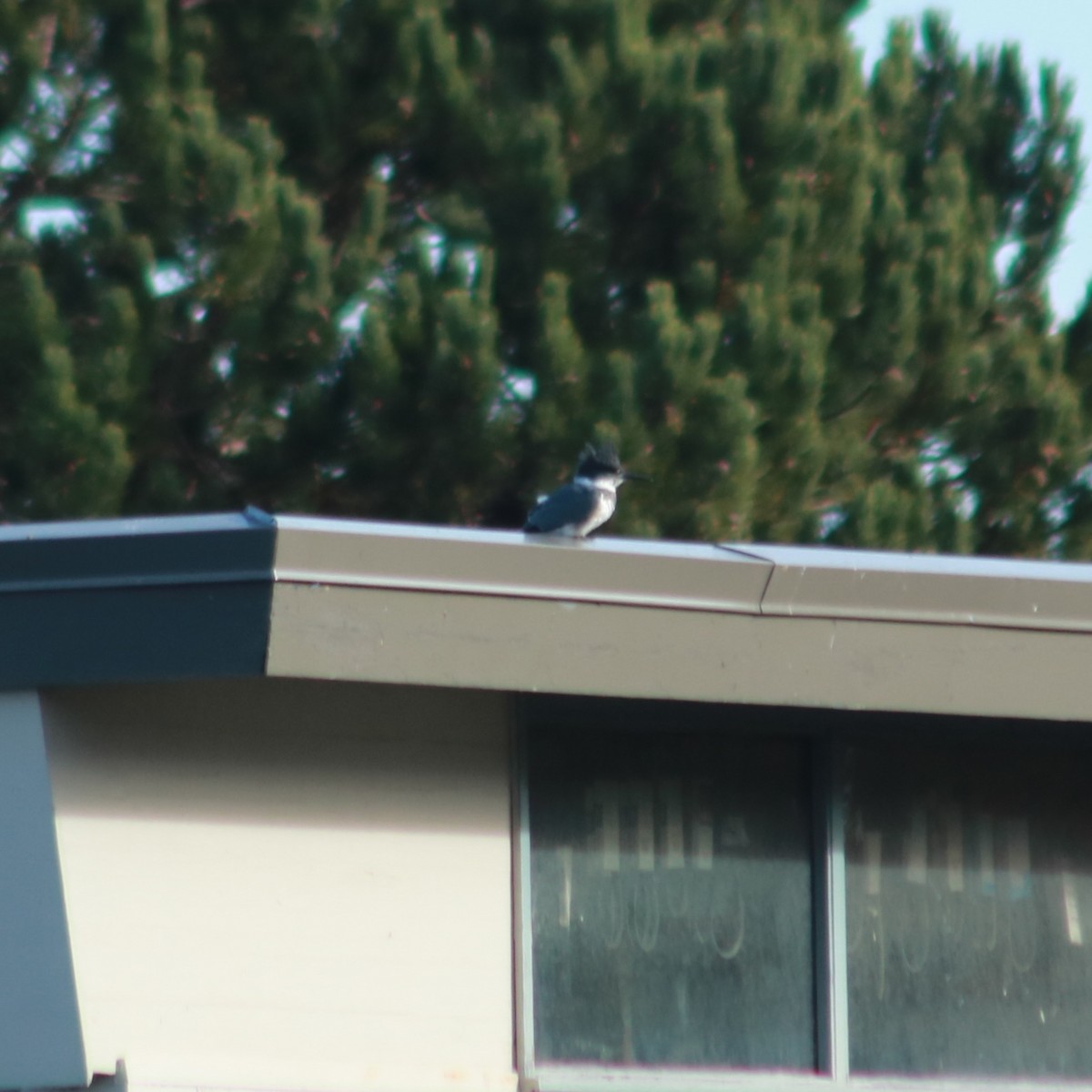 Belted Kingfisher - ML644889772