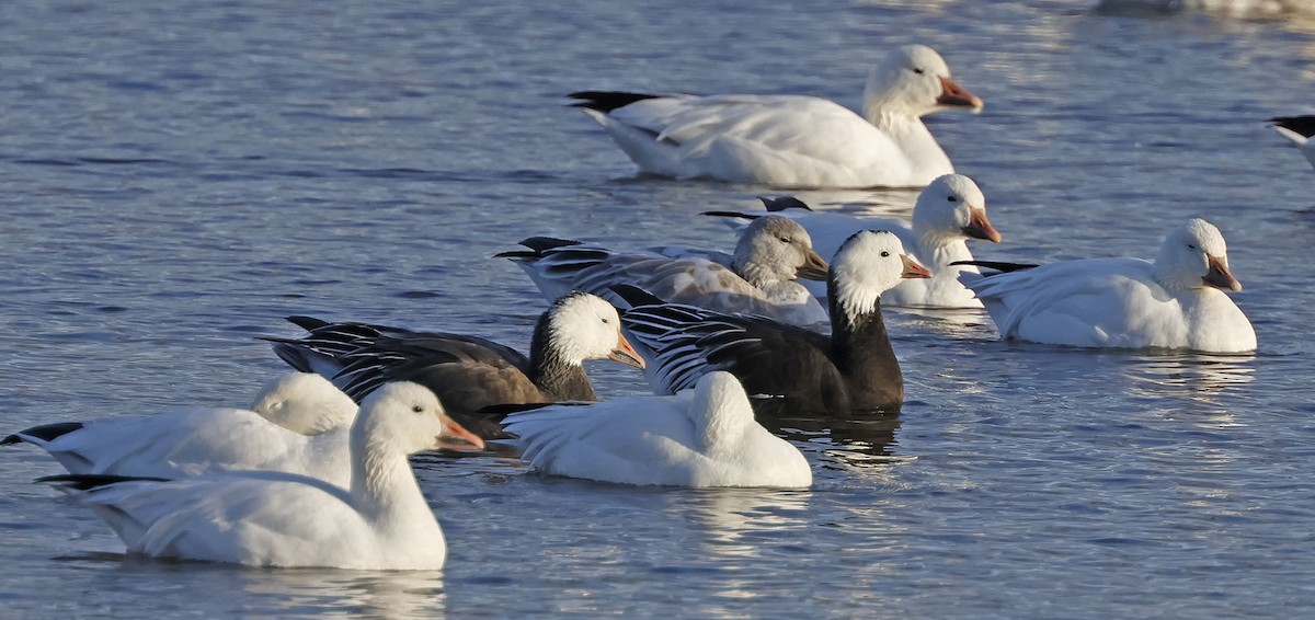 Snow x Ross's Goose (hybrid) - ML644889773