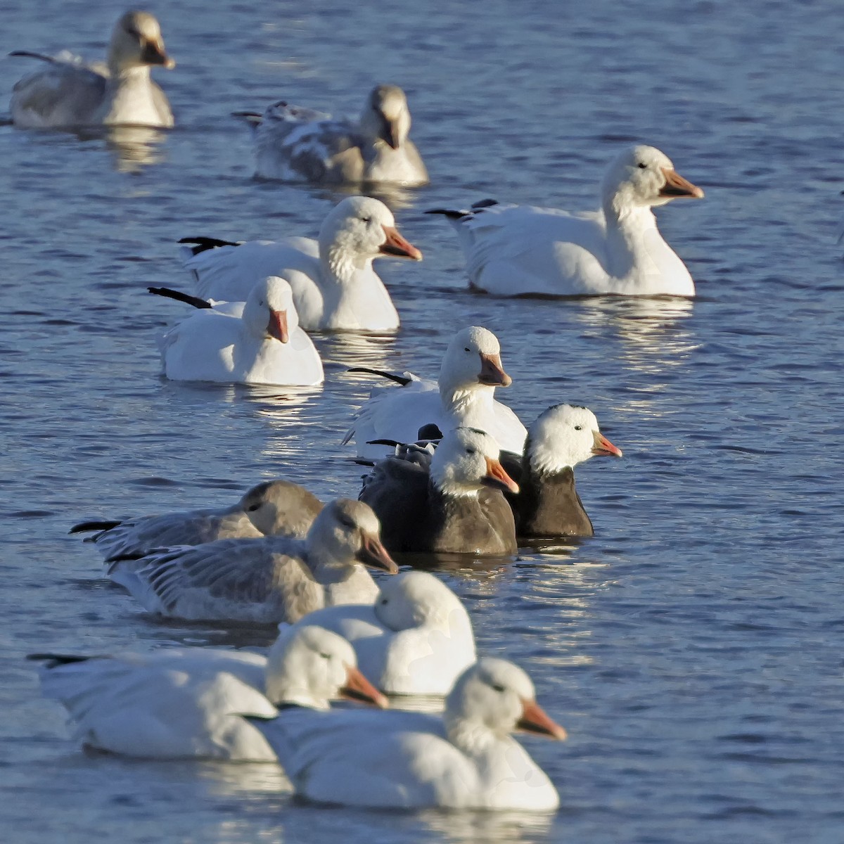 Snow x Ross's Goose (hybrid) - ML644889774
