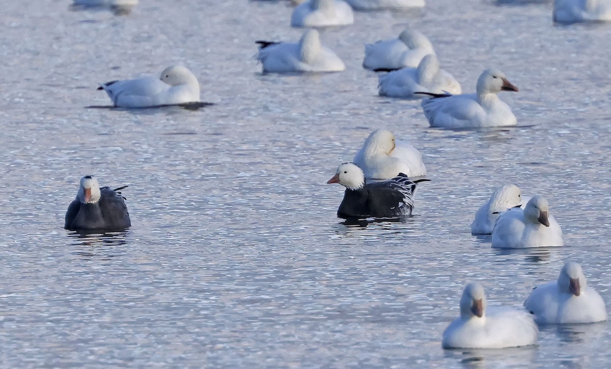 Snow x Ross's Goose (hybrid) - ML644889775