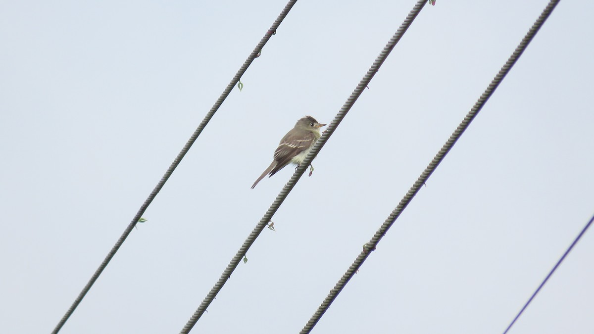 ナキヒタキモドキ - ML644889776