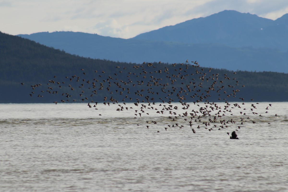 Correlimos sp. - ML644889786