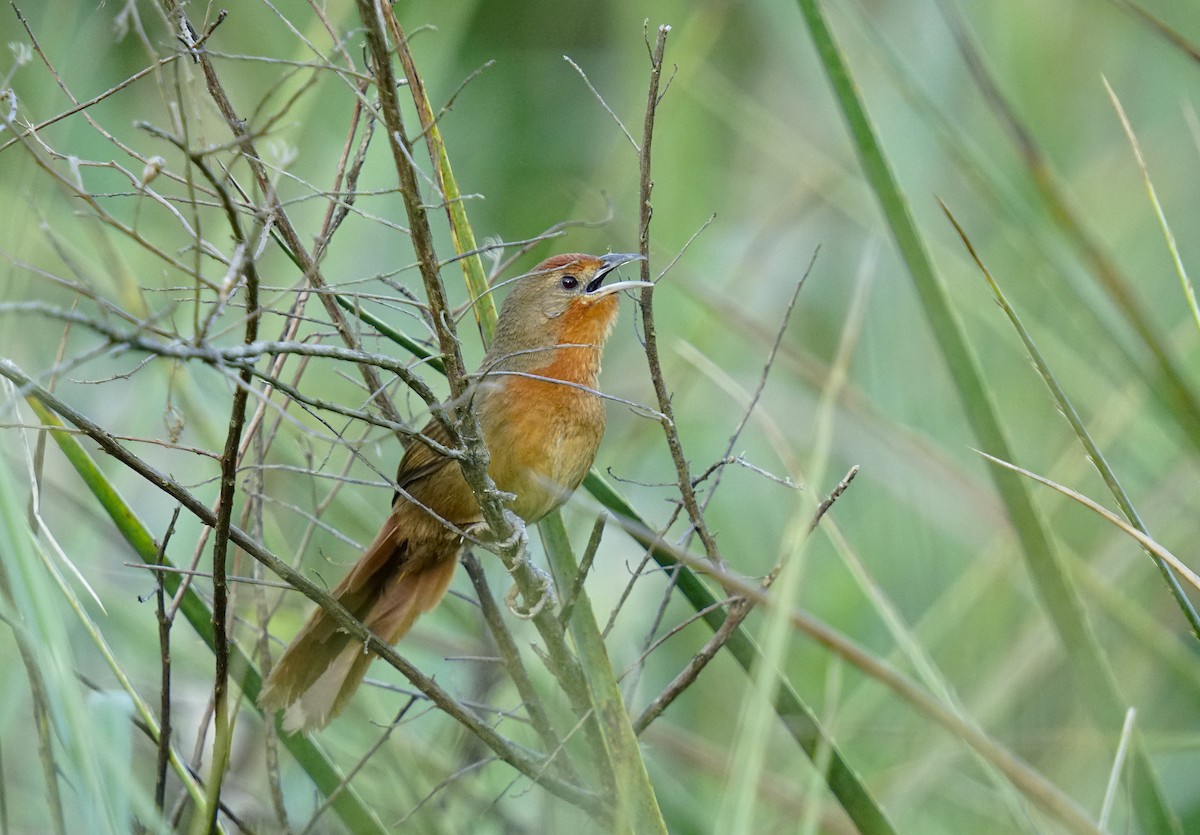 Orange-breasted Thornbird - ML644889795