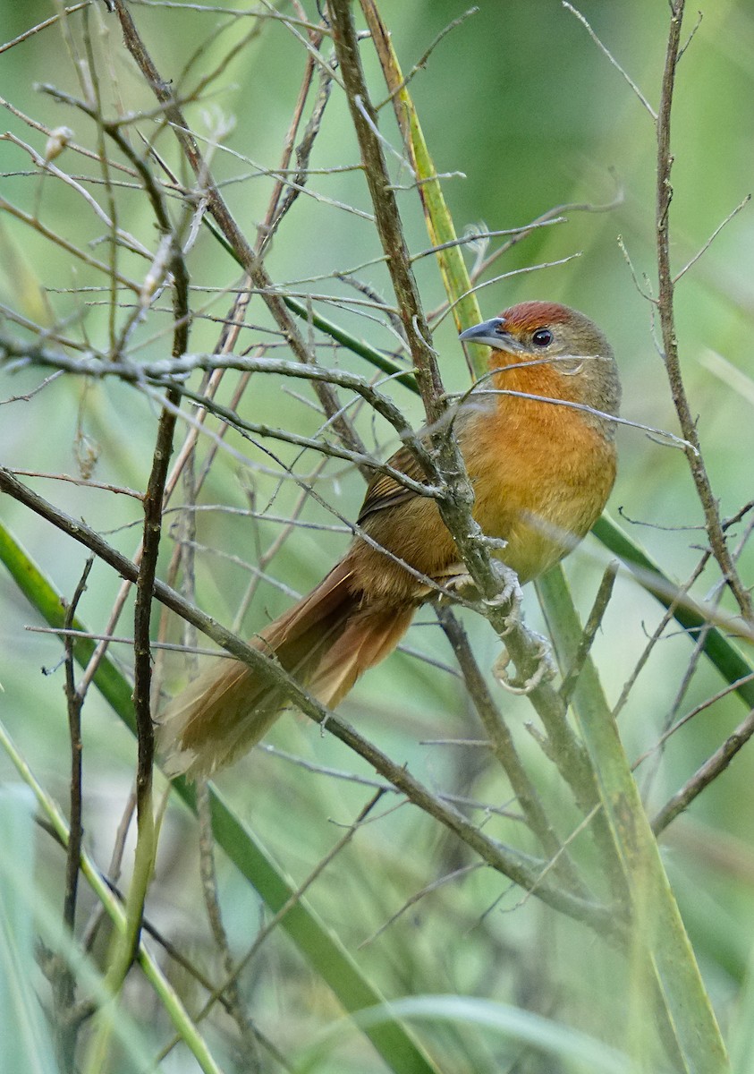 Orange-breasted Thornbird - ML644889796