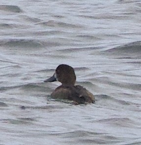 Bergente - ML644889807