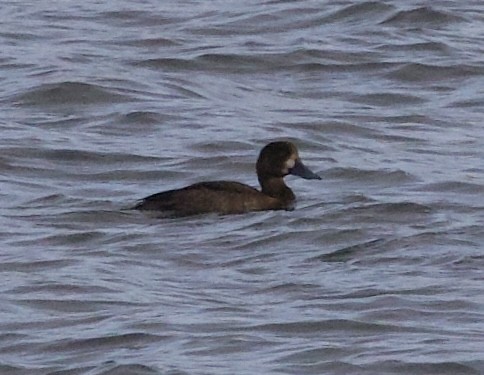 Bergente - ML644889808