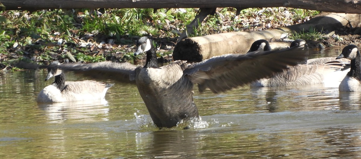 Canada Goose - ML644889854