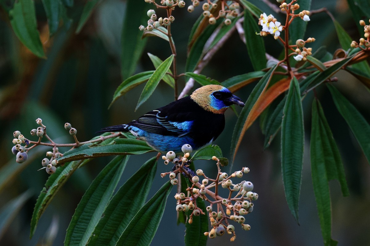 キンズキンフウキンチョウ - ML644889901