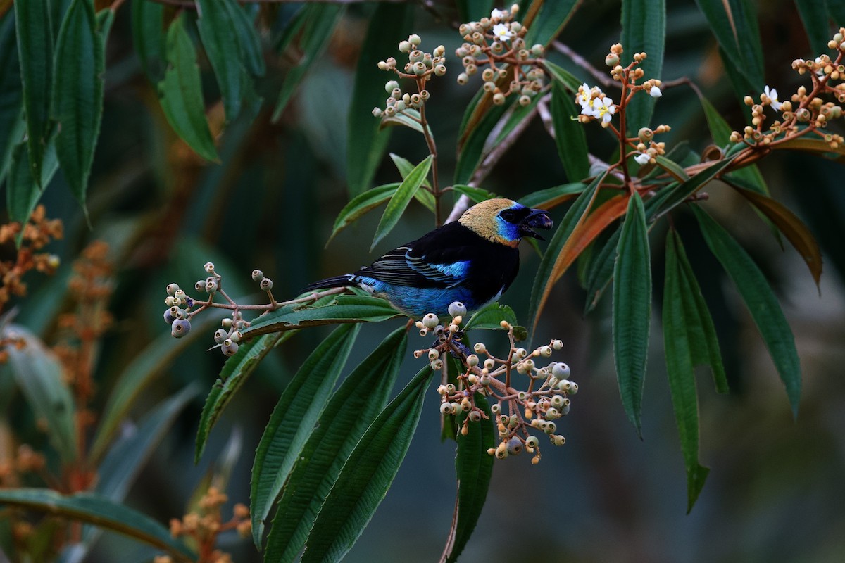 キンズキンフウキンチョウ - ML644889903