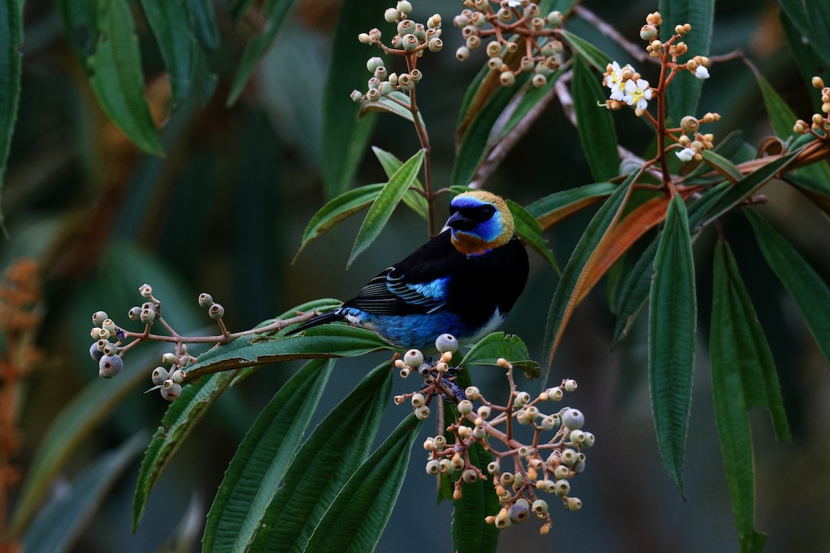 キンズキンフウキンチョウ - ML644889909