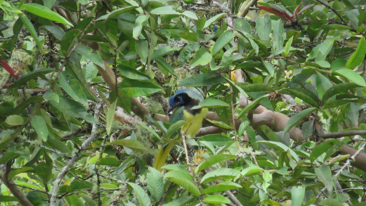 Inkablaurabe - ML644889912