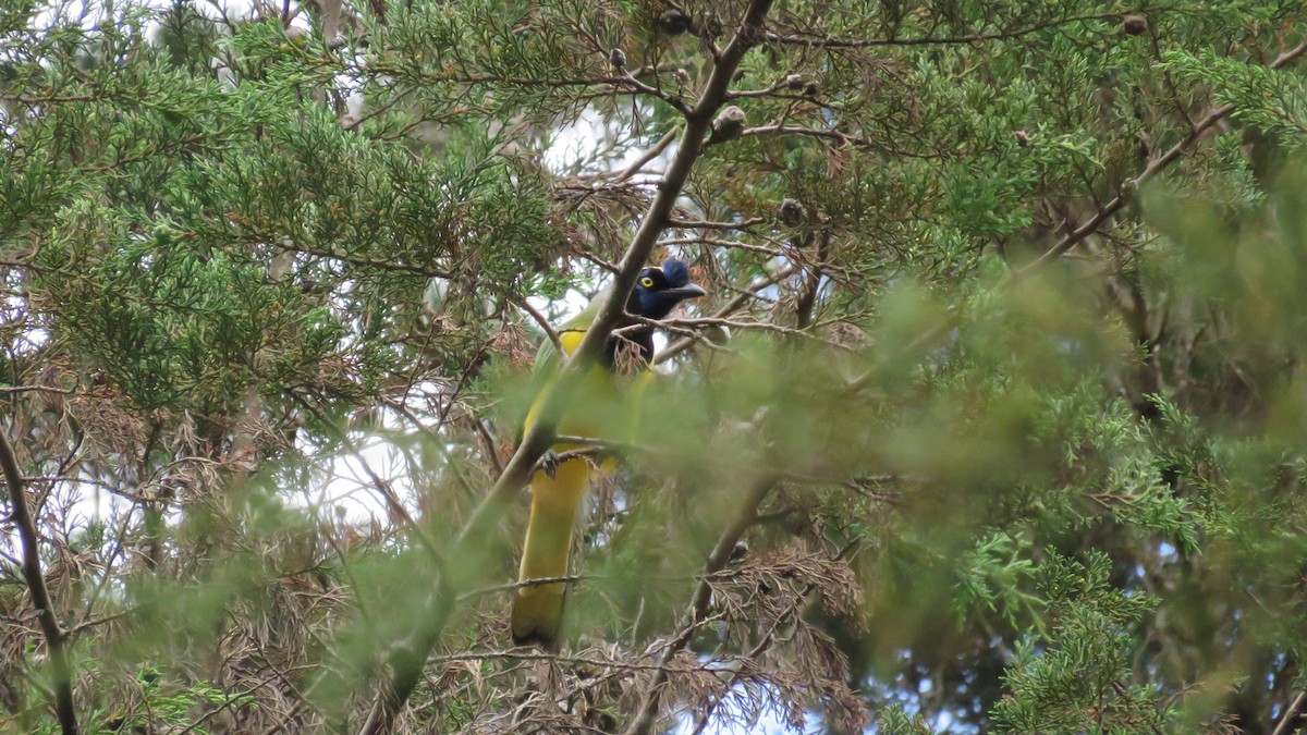 Inkablaurabe - ML644889919