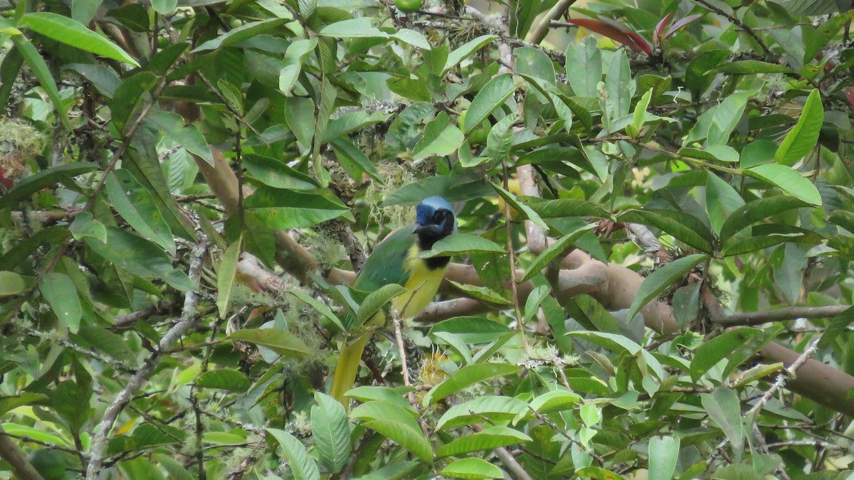 Inkablaurabe - ML644889920