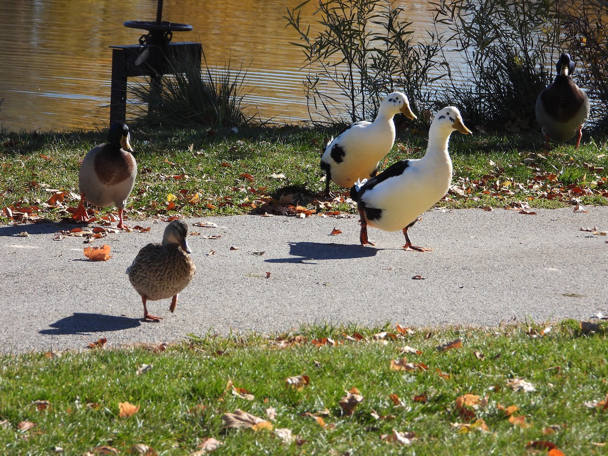 Mallard (Domestic type) - ML644889933
