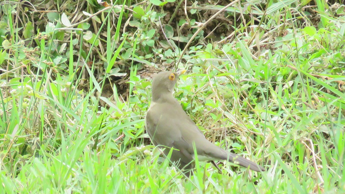 Nacktaugendrossel - ML644889959