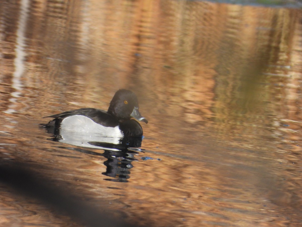 Ring-necked Duck - ML644889961