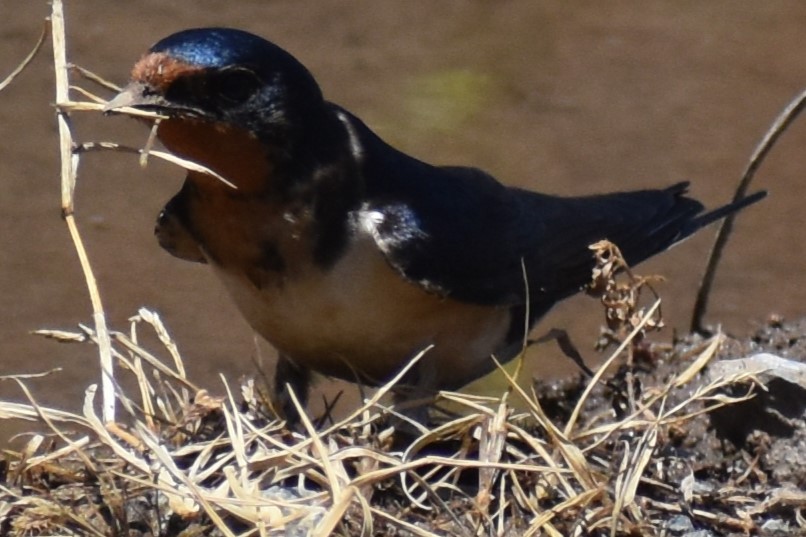 Ластівка сільська - ML644889995