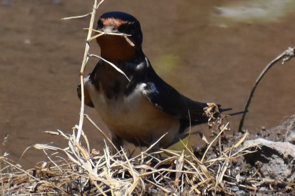 Ластівка сільська - ML644889996