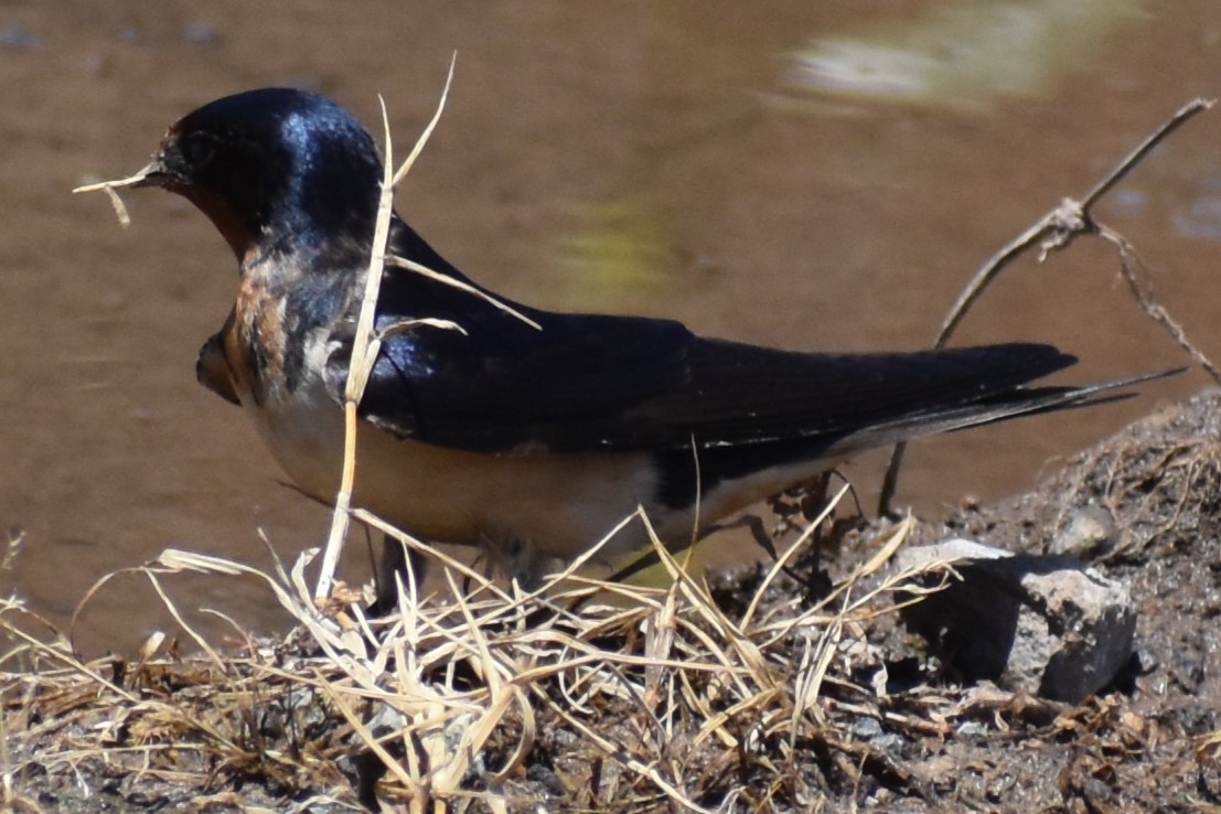 Ластівка сільська - ML644889998