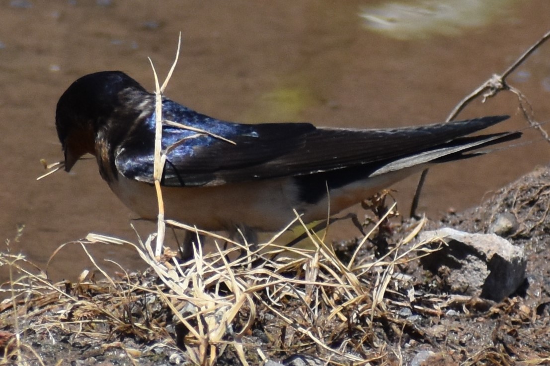 Ластівка сільська - ML644889999
