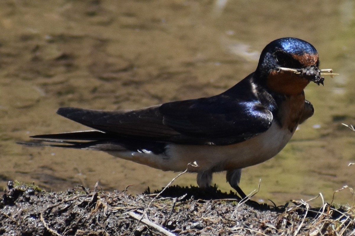 Ластівка сільська - ML644890000