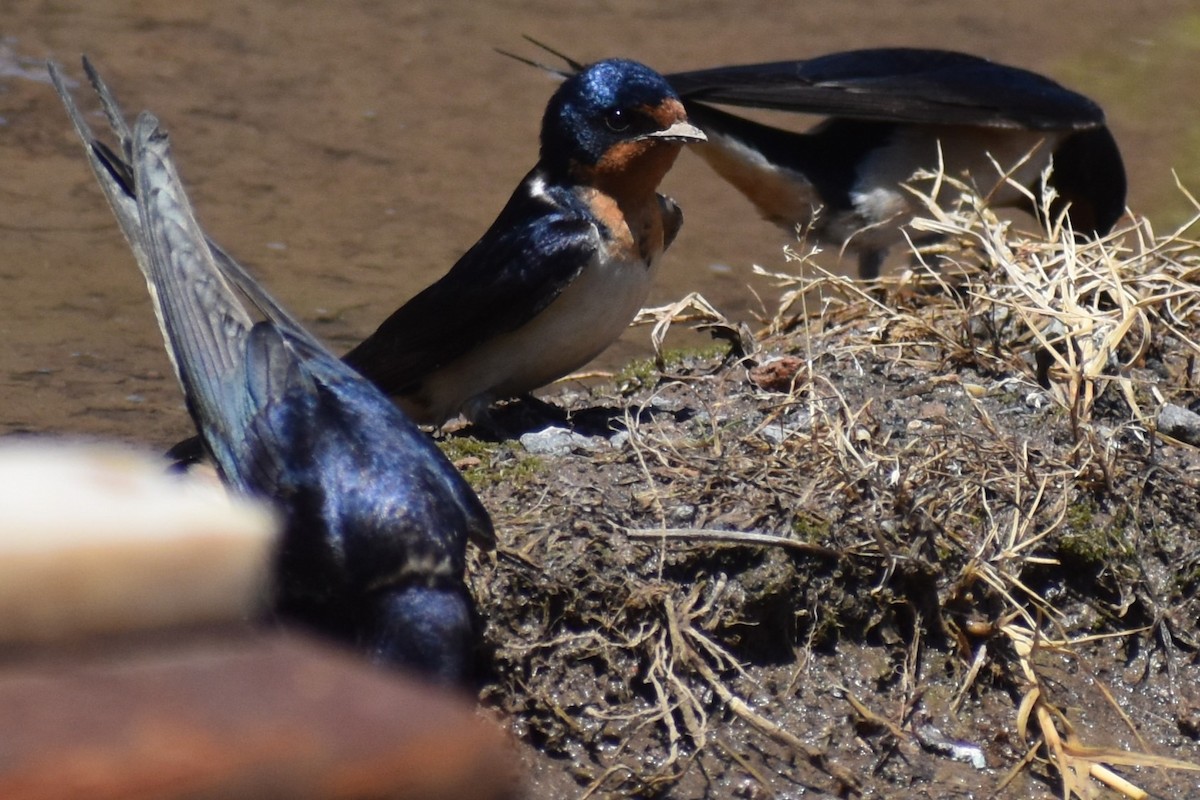 Ластівка сільська - ML644890001