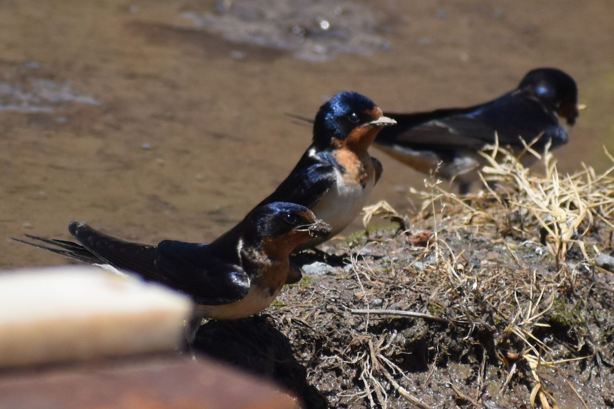 Ластівка сільська - ML644890002