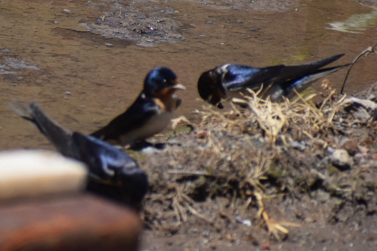 Ластівка сільська - ML644890003