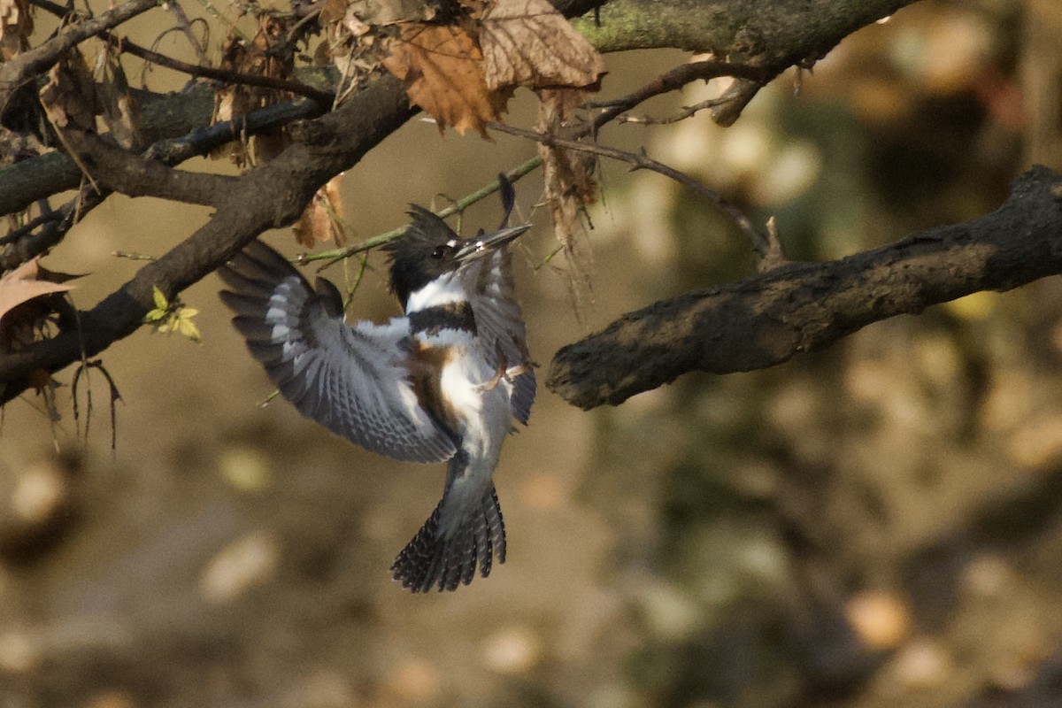 rybařík pruhoprsý - ML644890005
