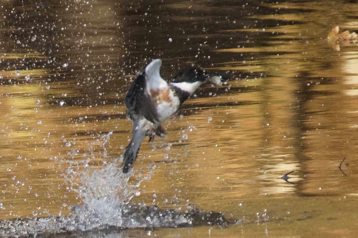 rybařík pruhoprsý - ML644890006