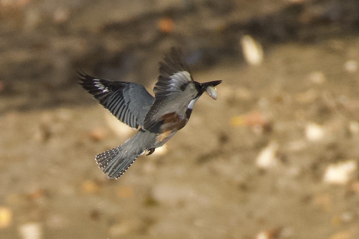 rybařík pruhoprsý - ML644890007