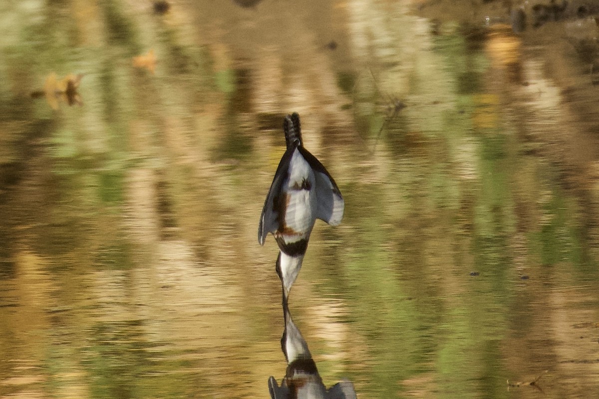 rybařík pruhoprsý - ML644890008