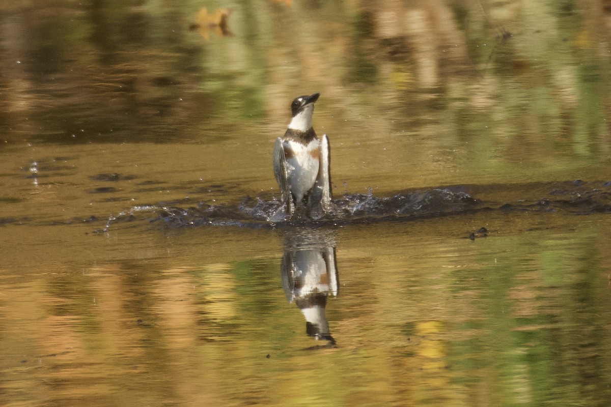rybařík pruhoprsý - ML644890009