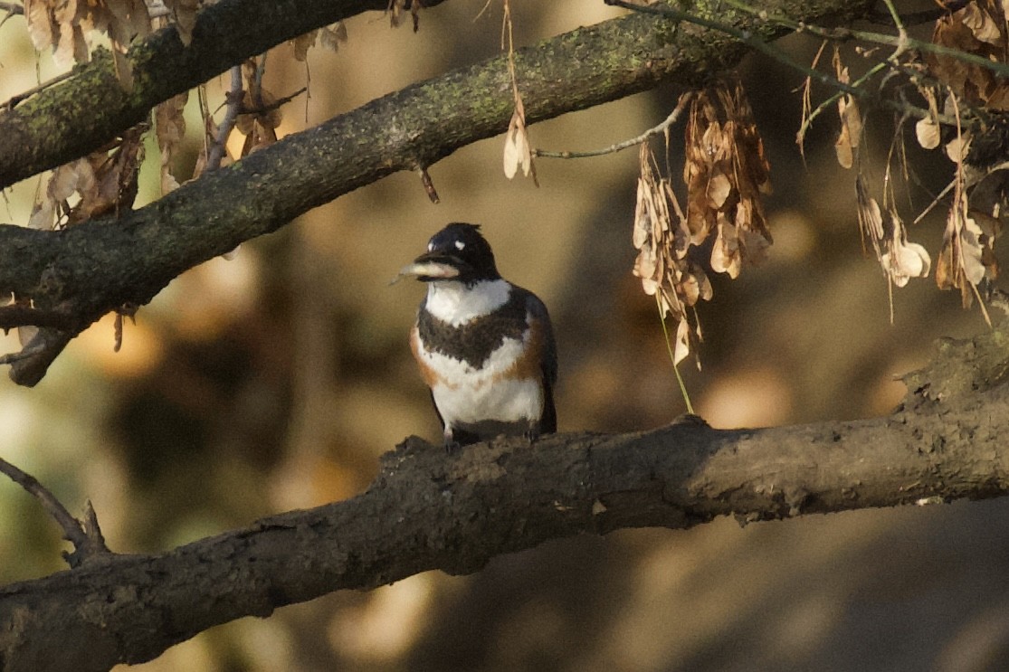 rybařík pruhoprsý - ML644890010