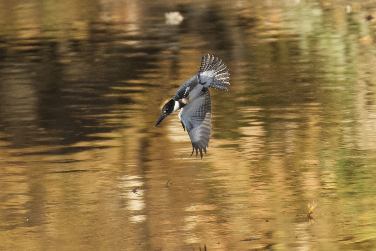 rybařík pruhoprsý - ML644890011