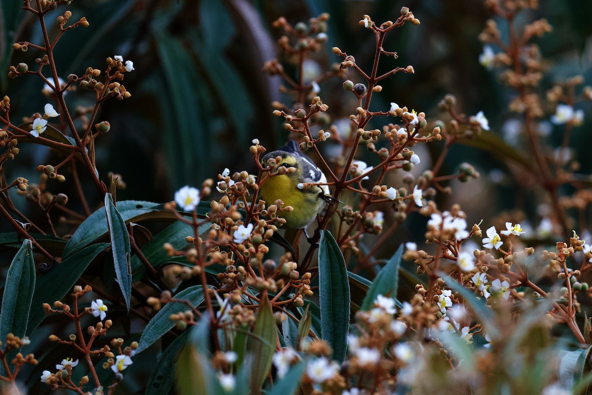 Blackburnian Warbler - ML644890015