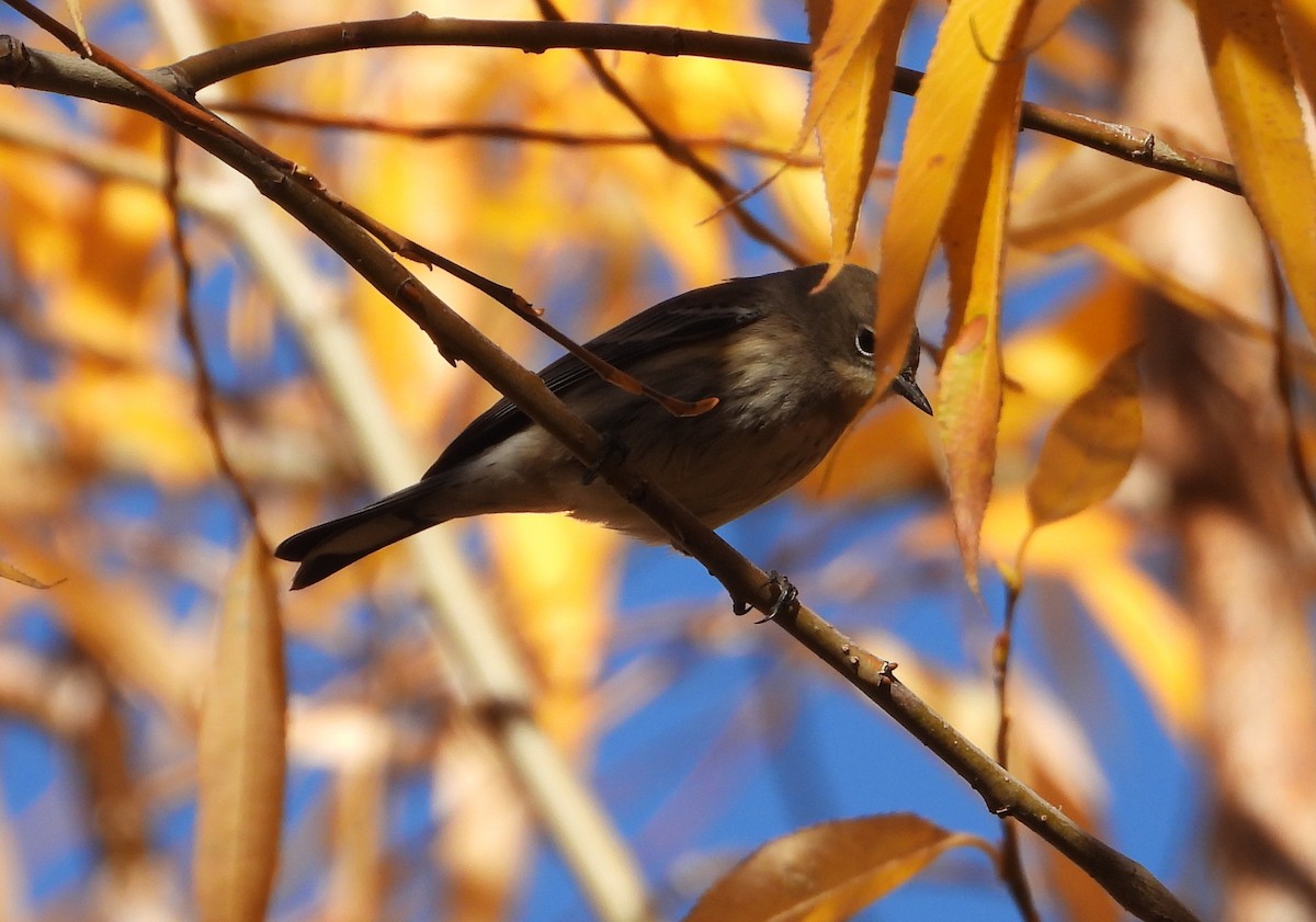 Yellow-rumped Warbler - ML644890041