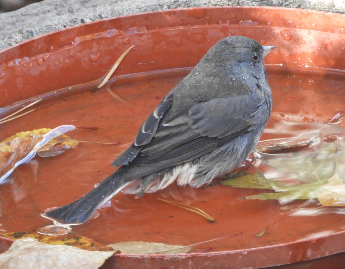 Dark-eyed Junco - ML644890096