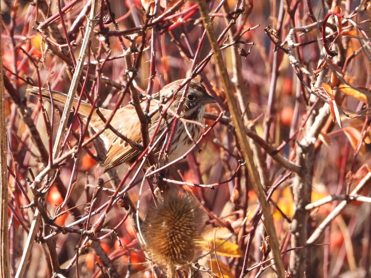 Song Sparrow - ML644890101