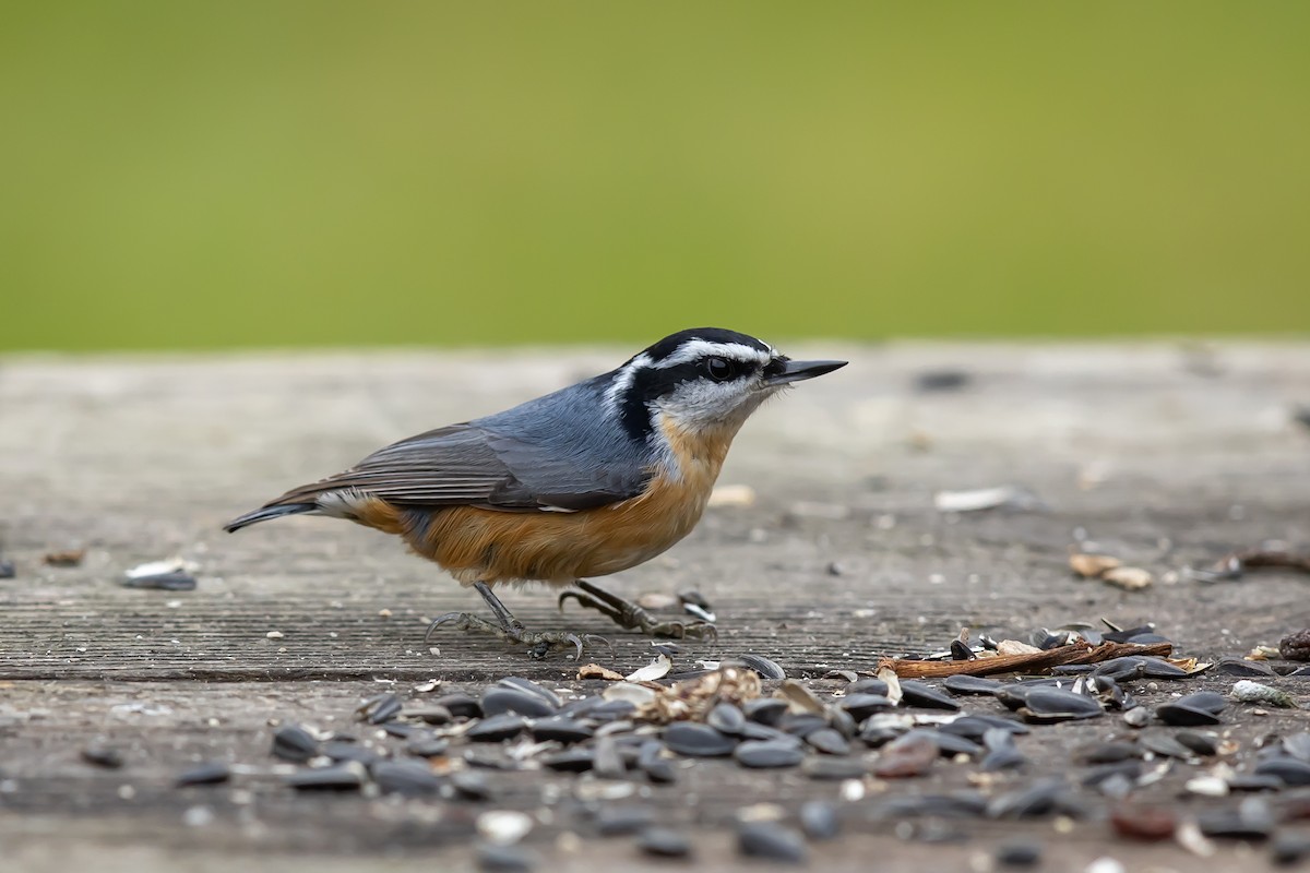Red-breasted Nuthatch - ML644890122