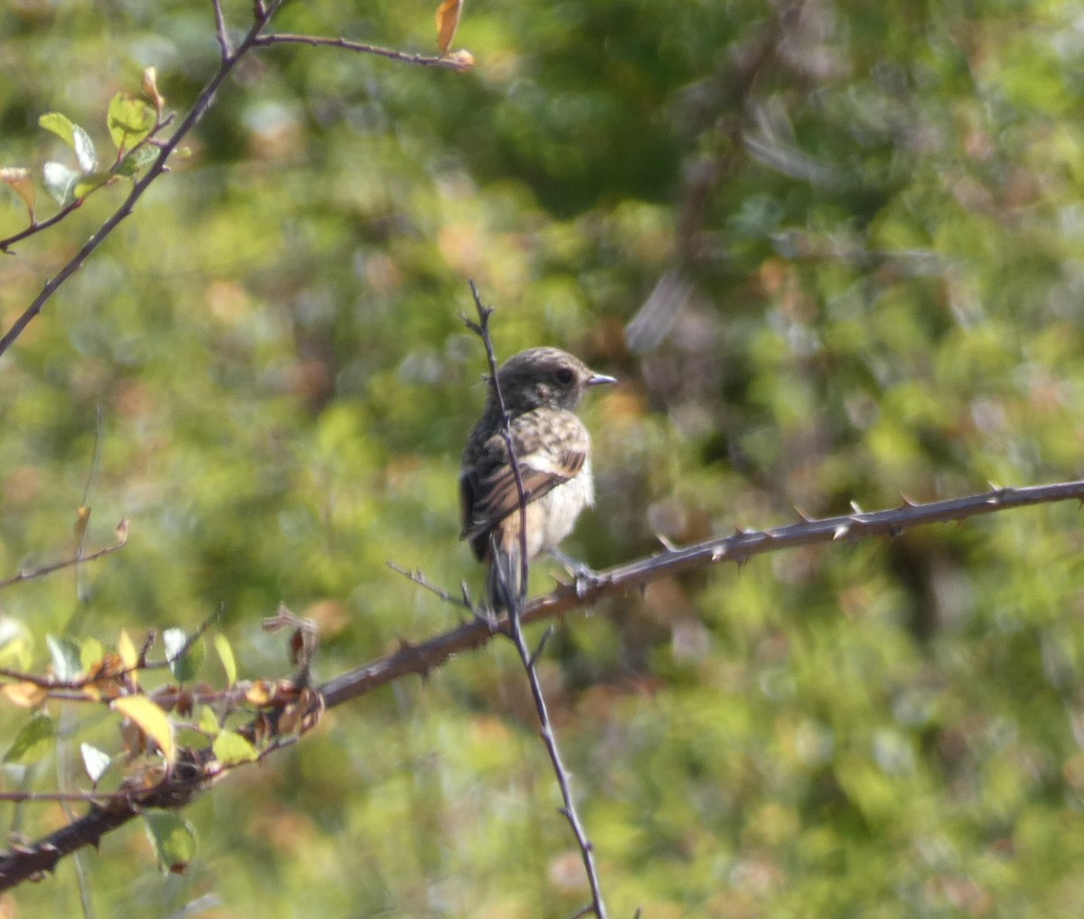 European Stonechat - ML644890123