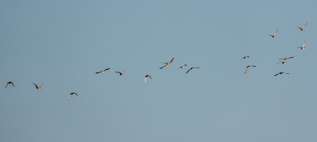 Ahate karolinarra - ML644890126